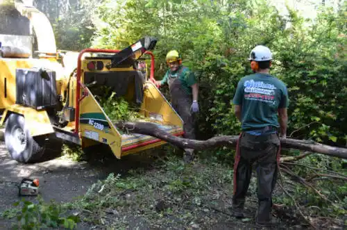 tree services East Hemet